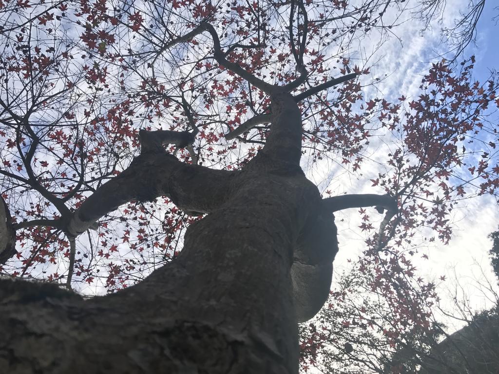Maple' Smile Leilighet Taipei Eksteriør bilde